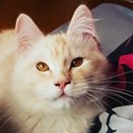 Profile Picture of Nicole (@maine_coons18) on Instagram