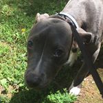 Profile Picture of TRENTIN WAYNE RHODES (@raven_boy_2004) on Instagram