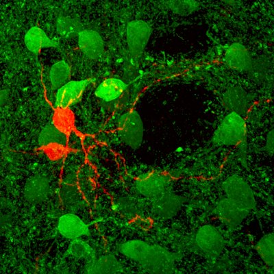 Profile Picture of Ellender Lab (@TommasEllender) on Twitter