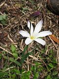 Profile Picture of Sparaxis bulbiferaon Wikipedia