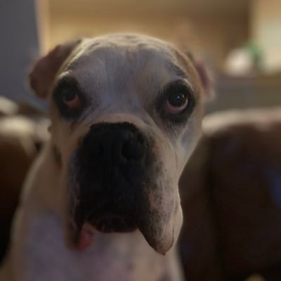 Profile Picture of Sean Sammon (@cod5ak) on Twitter