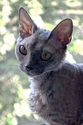 Profile Picture of Devon Rex - Wikipediaon Wikipedia