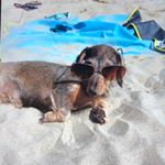 Profile Picture of Mollie Bennett (@the_daxiepack) on Instagram