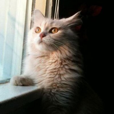 Profile Picture of Lori Fitzsimmons (@valsheagal) on Twitter