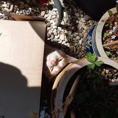 Profile Picture of lawrencereeves647 (@lawrencereeves647) on Tiktok