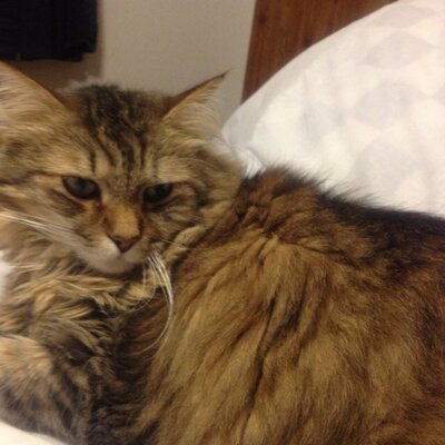 Ann Beall - Twitter Profile Picture of Ann Beall (@Berkeley1969) on Twitter