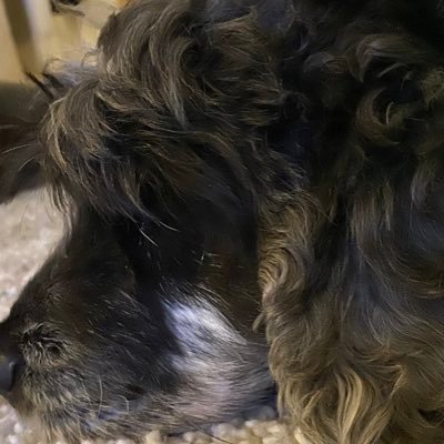 Profile Picture of Rachel Rothwell (@Rachelrothwell5) on Twitter