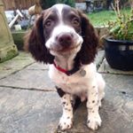 Profile Picture of Derek (@derekthespringer) on Instagram