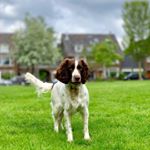 Profile Picture of loupy (@springerloupy) on Instagram