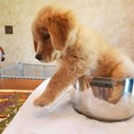 Profile Picture of Jason P. Tingle (@golden_retriever_jason) on Instagram