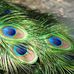 Profile Picture of Krishnan Balasubramanian (@krishnan.balasubramanian.3) on Facebook