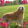 Profile Picture of Melissa Provost (@melissaprovost2) on Tiktok