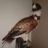 Profile Picture of Michael Rowley (@michaelrowley01) on Tiktok