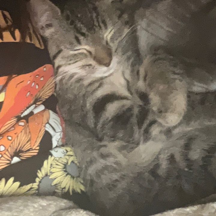 Profile Picture of Opal🍊🧡 (@opal.grey0) on Tiktok