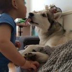 Profile Picture of Sam Grimm. Roxy The Husky (@rockawayroxy) on Instagram