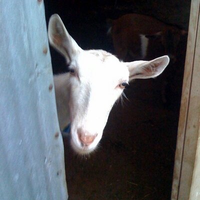 Profile Picture of Clint And Randy (@CRHillsideFarm) on Twitter