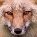 Profile Picture of Renee Britton (@rsaber11) on Instagram