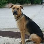 Profile Picture of Zorba Eleni (@eleni.g.zorba) on Instagram