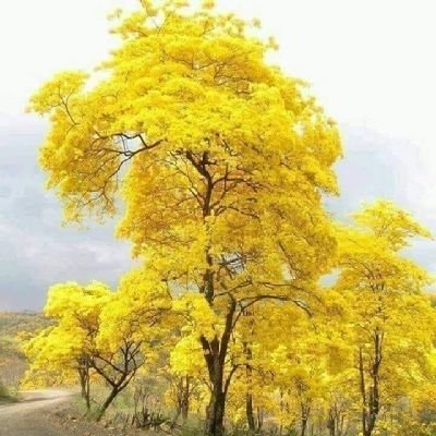 Profile Picture of BEATRIZ SALCEDO (@BEATRIZ49574842) on Twitter