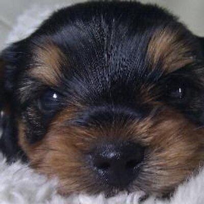Profile Picture of David Ziolkowski (@davidziolkowski) on Twitter
