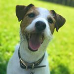 Profile Picture of Jeter 🐾 (@jeterthejackrussellterrier) on Instagram