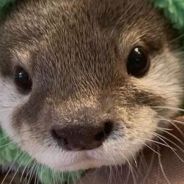 Profile Picture of Brian Pulido927 (@pulidohub) on Tiktok