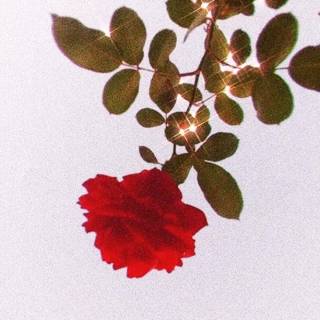 Profile Picture of Elsa Thomas (@elsa.rt.grr) on Tiktok