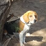 Profile Picture of William Beagle (@willybeagled) on Instagram