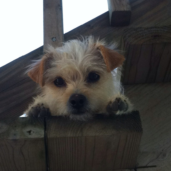 Profile Picture of Sofia Kennedy (@skennedy05) on Poshmark