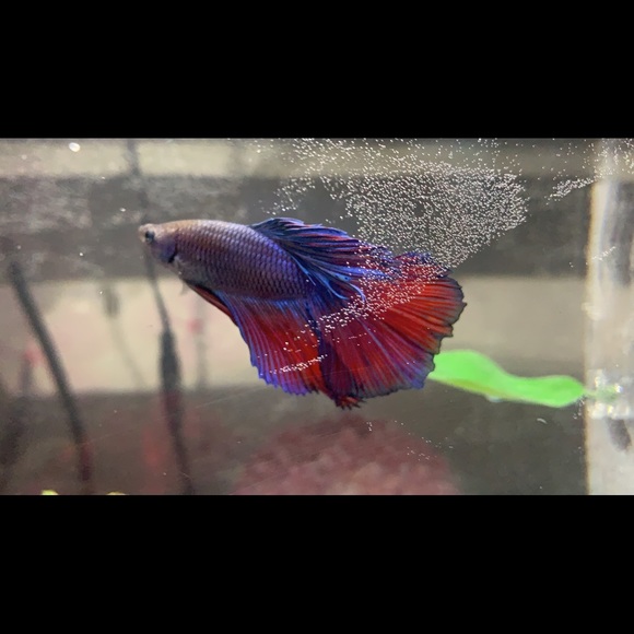 Profile Picture of Terri Perrino (@terrip12379) on Poshmark