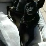Cavallo Cosimo Cavallo - Instagram Profile Picture of Cavallo Cosimo Cavallo (@cavallocosimocavallo) on Instagram