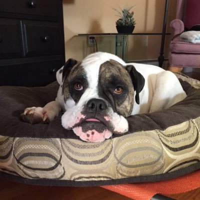 Profile Picture of Robert Sitz (@robdsitz) on Twitter