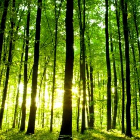 Profile Picture of Victor Onsurez (@victor_onsurez) on Poshmark