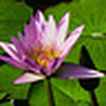 Profile Picture of Nhan Phan (@nhan5389) on Flickr