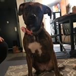 Profile Picture of Rhea Jackson (@im_rhea_cutest_dog_bark) on Instagram