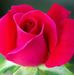 Profile Picture of Sarah Sakar (@sarah.sakar.1) on Facebook