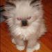 Profile Picture of Chris Vasey (@camelgrinder) on Pinterest