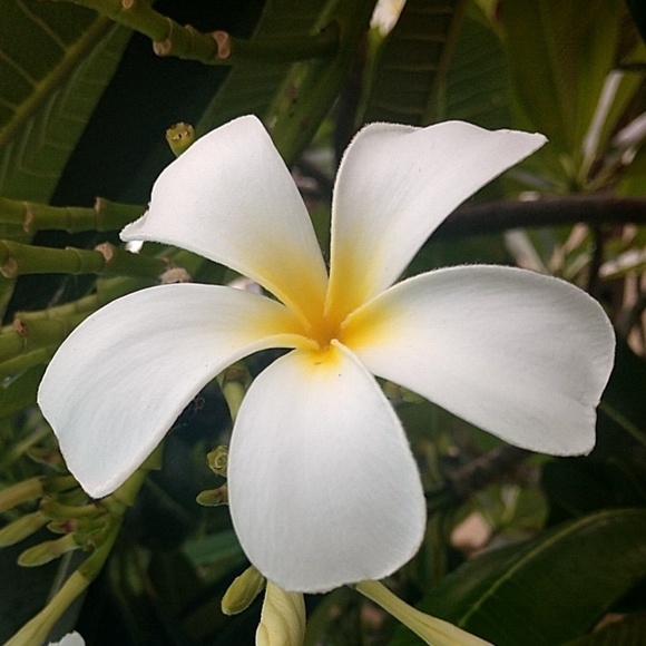 Profile Picture of Paige Engime (@pajuen551) on Poshmark