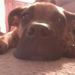 Profile Picture of Adam Fike (@fatboy2012) on Pinterest