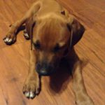 Profile Picture of Josie Ellen Mcgregor (@ember_the_puppy_and_jogirl0509) on Instagram