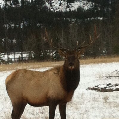 Profile Picture of Cecile (@JamesCecile) on Twitter