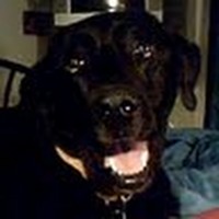 Profile Picture of Todd Pet Dog Trainer (@todd-pet-dog-trainer) on Quora