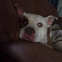 Profile Picture of Toni Livengood (@toni-livengood) on Quora