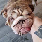 Profile Picture of Junior Cotter (@juju_the_wonky_bulldog) on Instagram