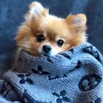 Profile Picture of Yvonne Paul (@frenchy_paul) on Instagram