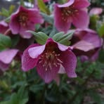 Profile Picture of Yuko Umemura (@yuko.umemura.33) on Facebook