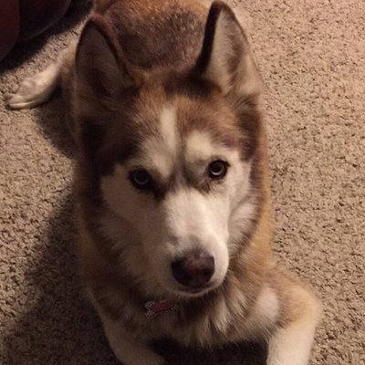 Profile Picture of Nikki Irby (@nikki_irby) on Twitter