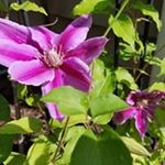 Profile Picture of Debbie Driver (@debbie.myflint) on Instagram