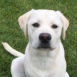 Profile Picture of Kevin (@kevinthelab) on Instagram