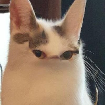 Nimrod9000 - Twitter Profile Picture of Nimrod9000 (@AdamJamesCarne1) on Twitter